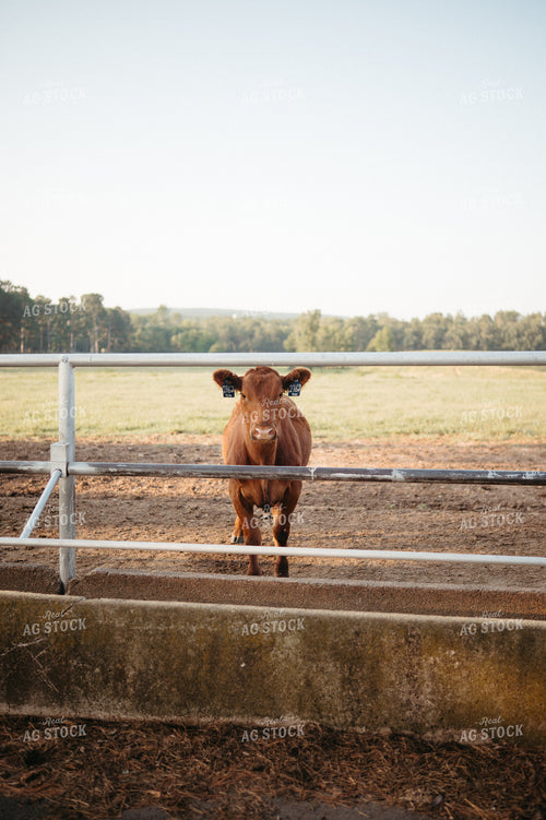 Angus Calves on Pasture 125334