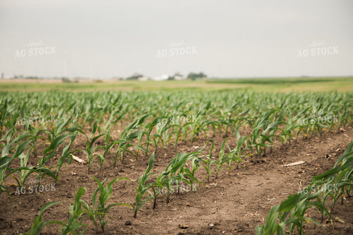 Corn Field 67357