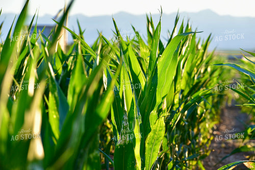 Midseason Corn Field 148032