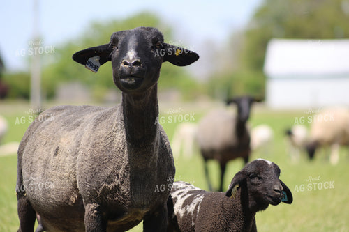 Lambs and Ewes 84266
