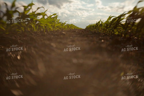 Corn - Mid-Season 1219