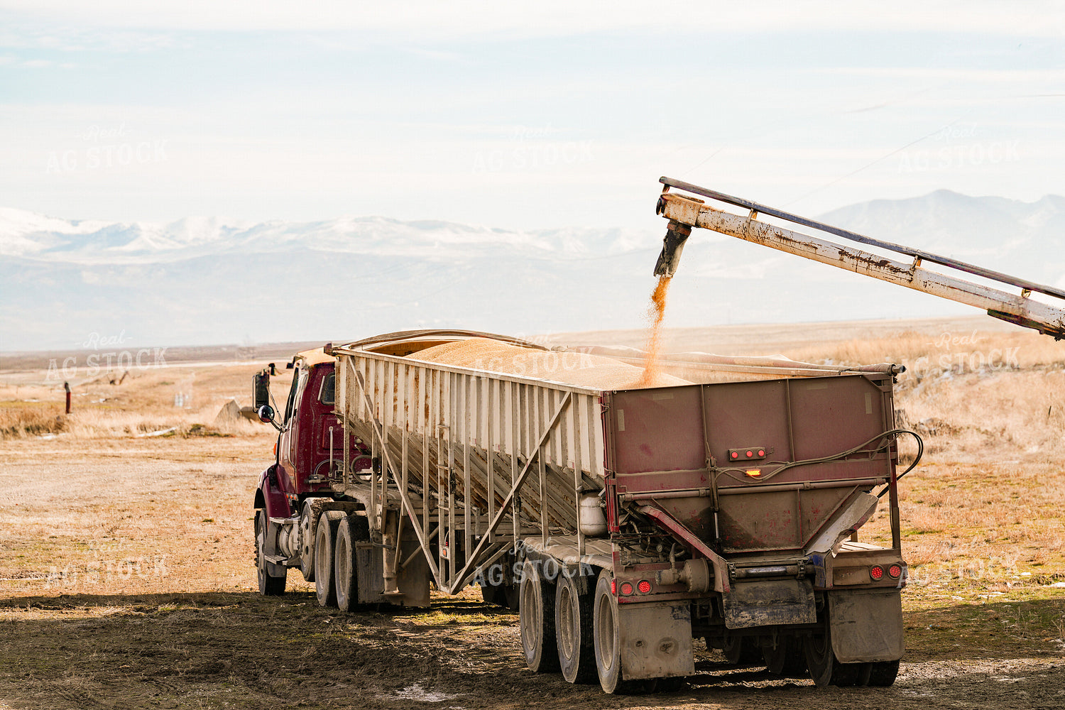 Loading Barley in Truck 293028