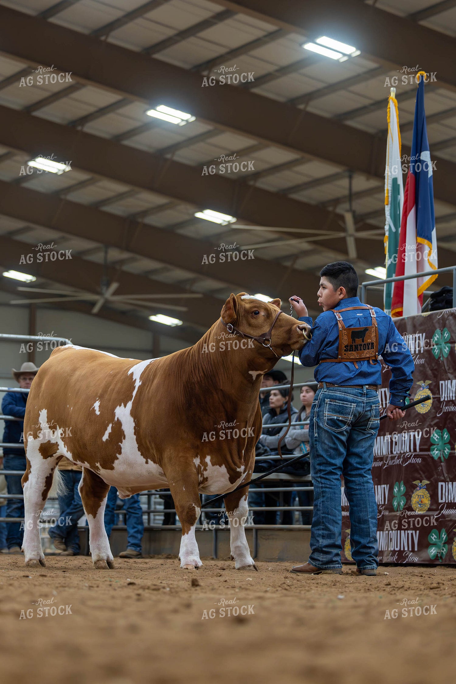 Showing Cattle 98060
