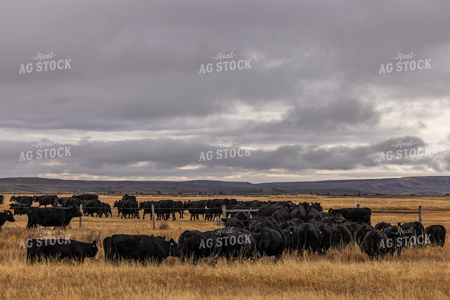 Black Angus Cattle Herd 304040