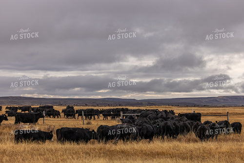 Black Angus Cattle Herd 304040