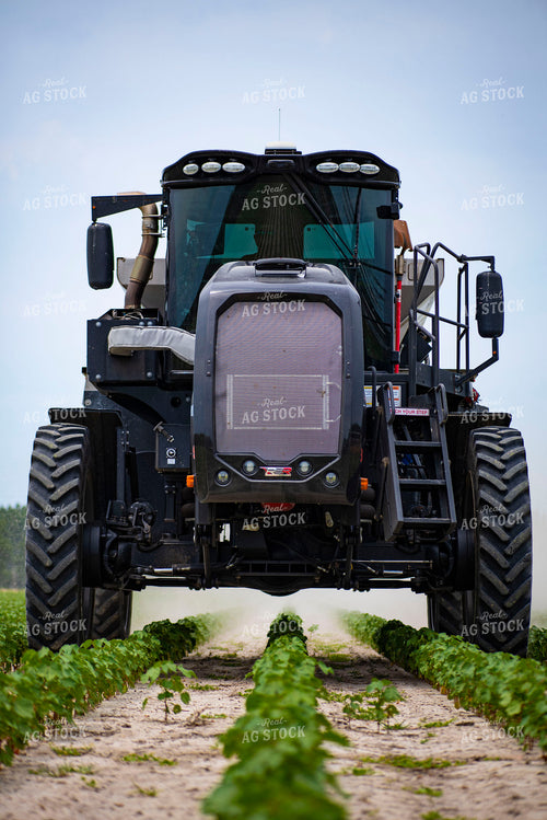 Spreading Dry Fertilizer in Cotton Field 136224