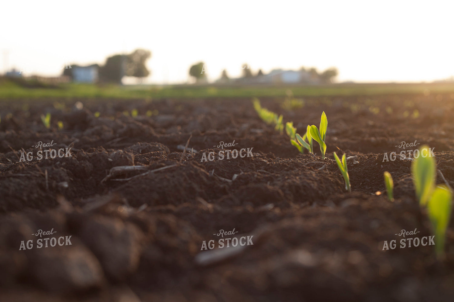 Corn - Early Growth 1149