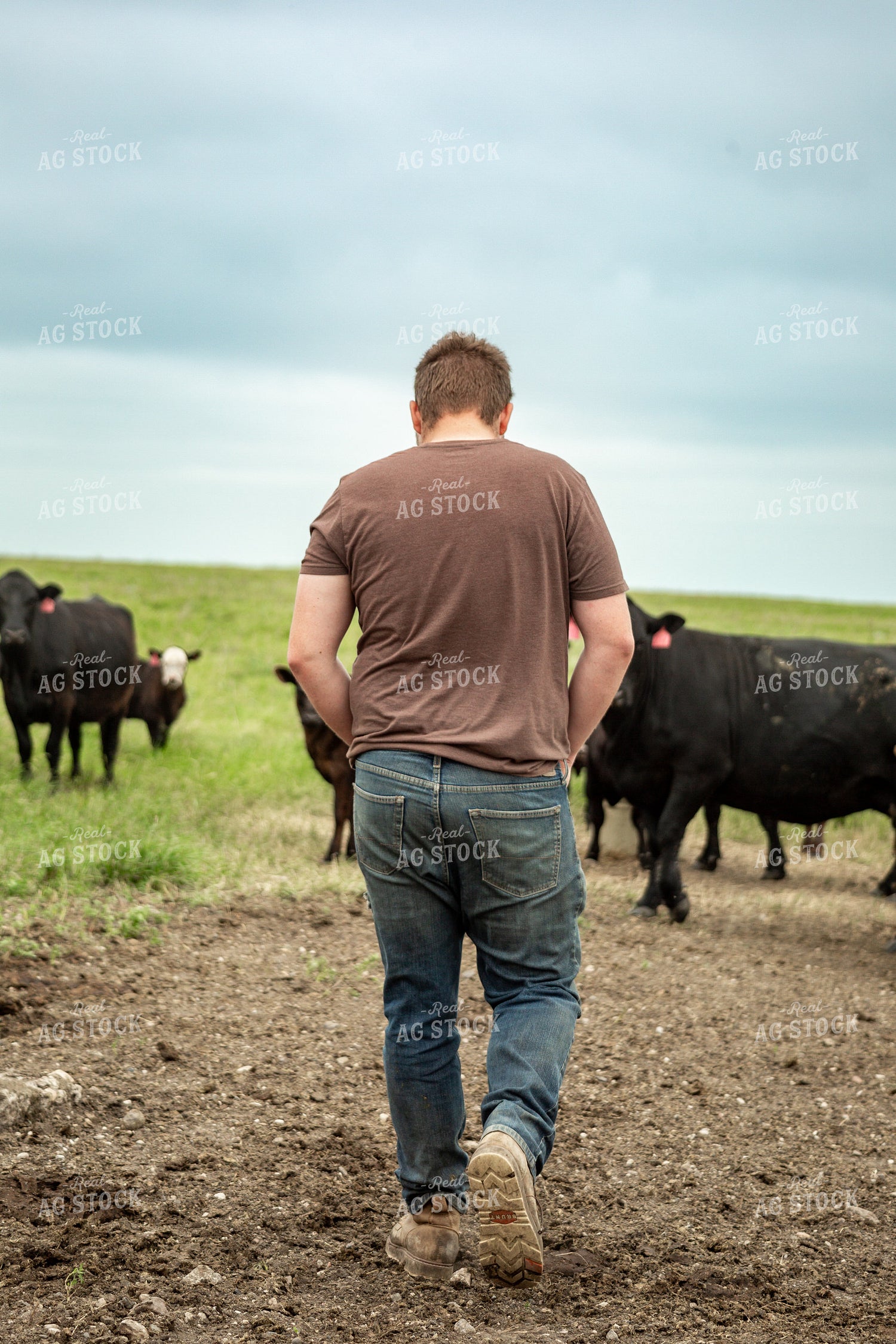 Farmer Checking Cattle 155616