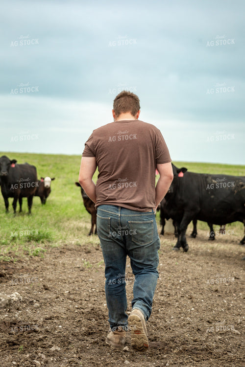 Farmer Checking Cattle 155616