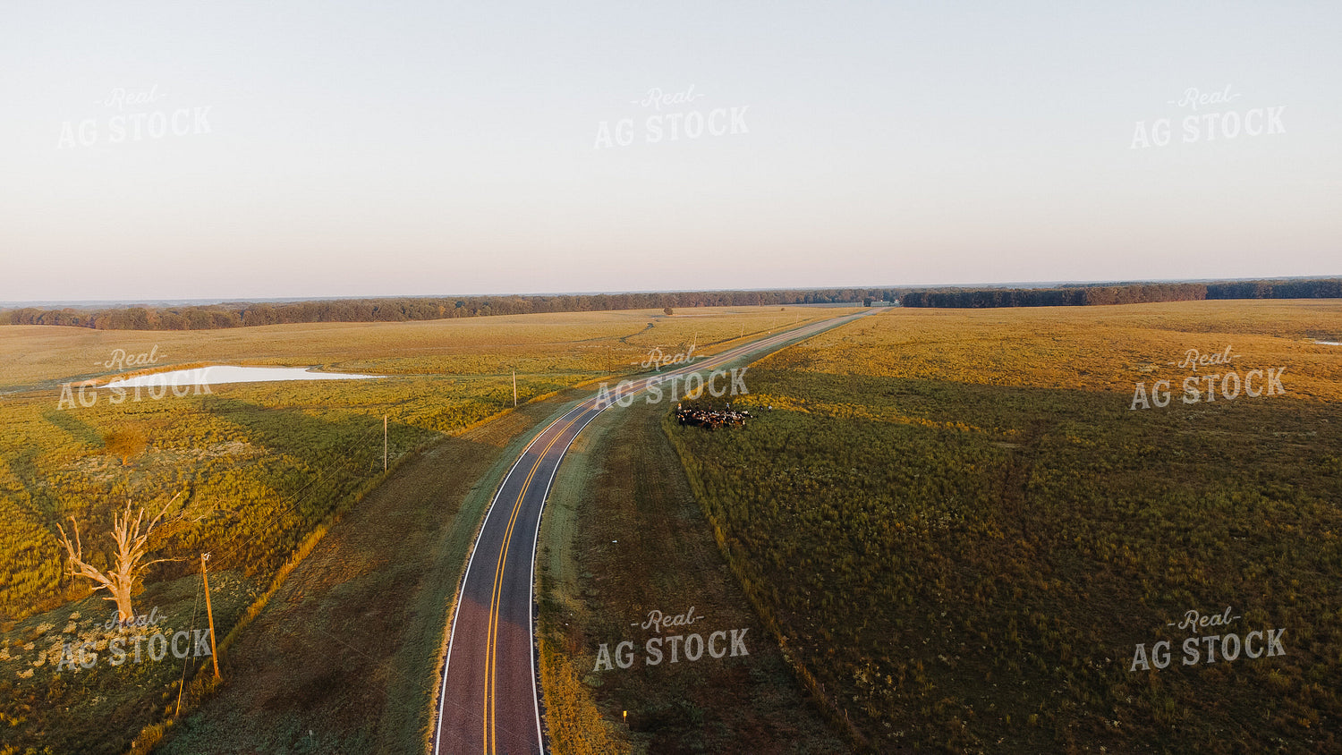 Aerial of Moving Cattle 301057