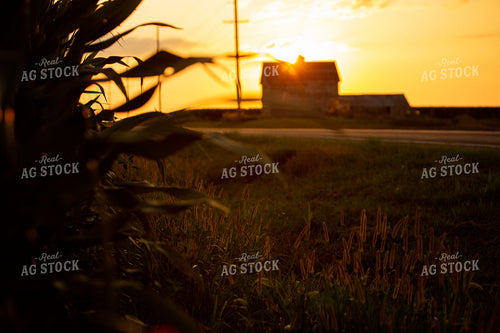 Corn - Mid-Season 2293