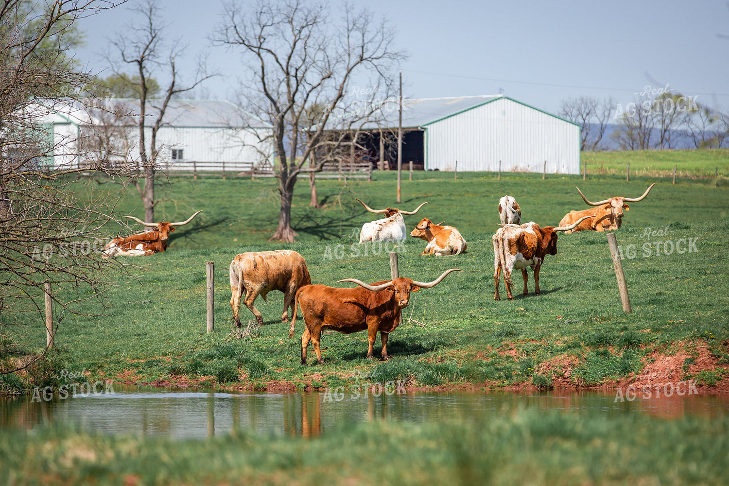 Longhorn Cattle 270486