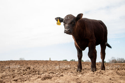 Calf 157108
