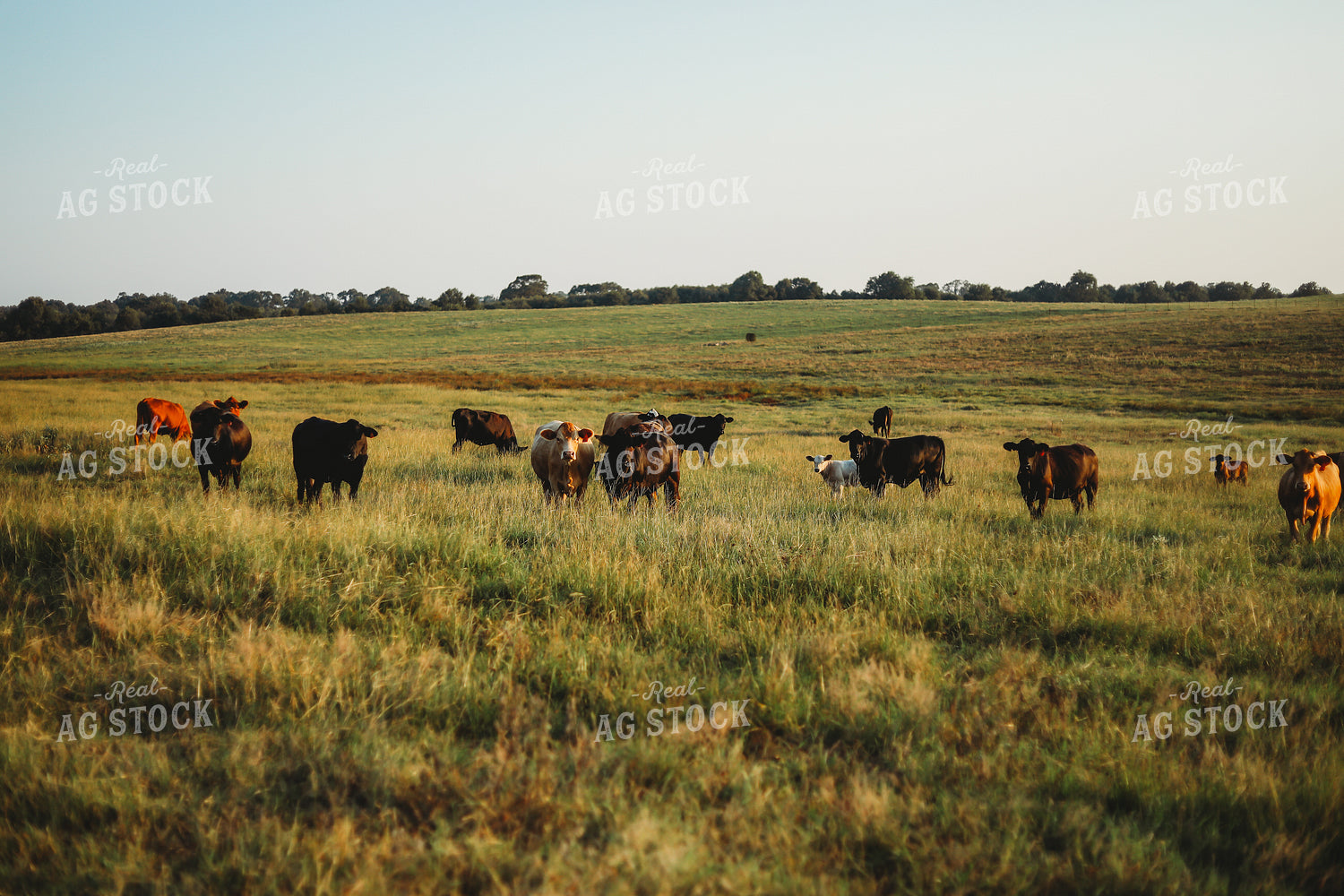 Cow Calf Pairs on Pasture 203022