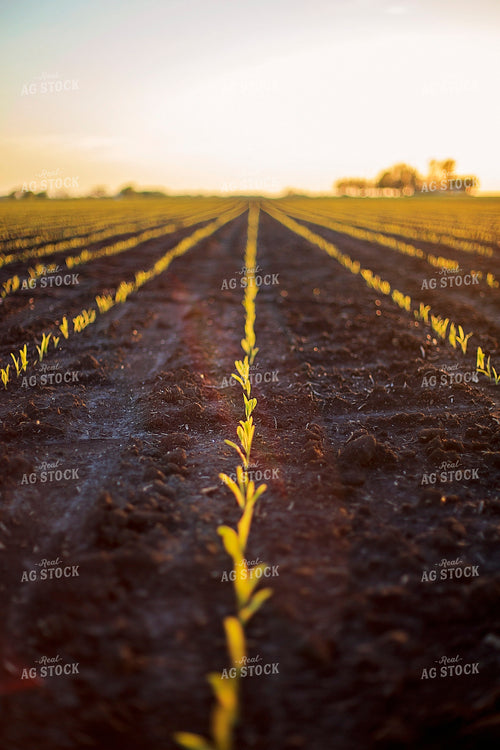 Rows of Spring Corn 93151
