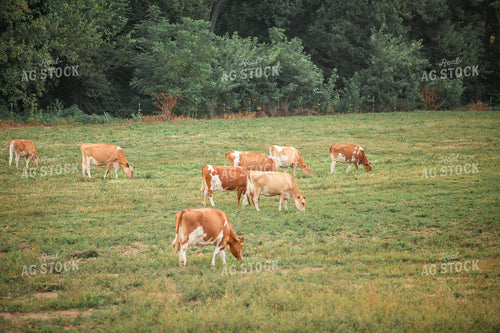 Guernsey Dairy Cows 270585
