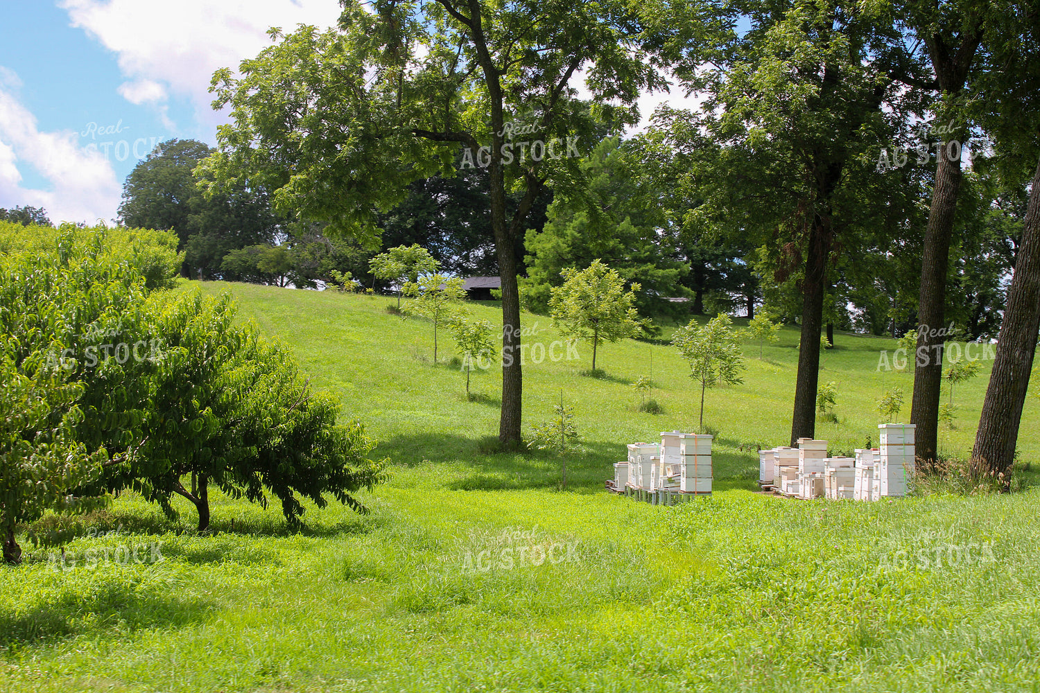 Bee Boxes at Orchard 130038