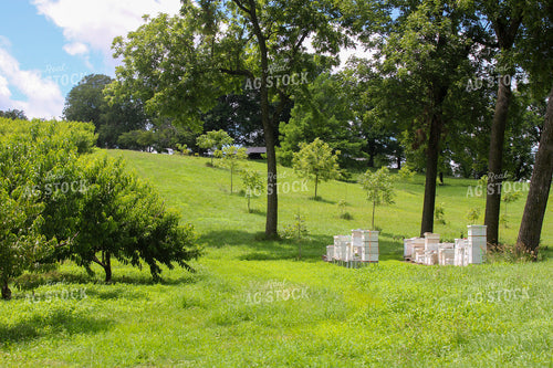 Bee Boxes at Orchard 130038
