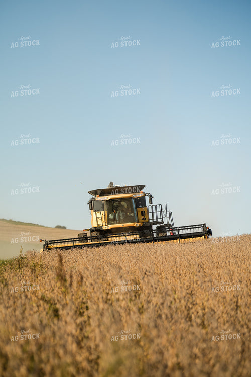 Soybean Harvest 215079