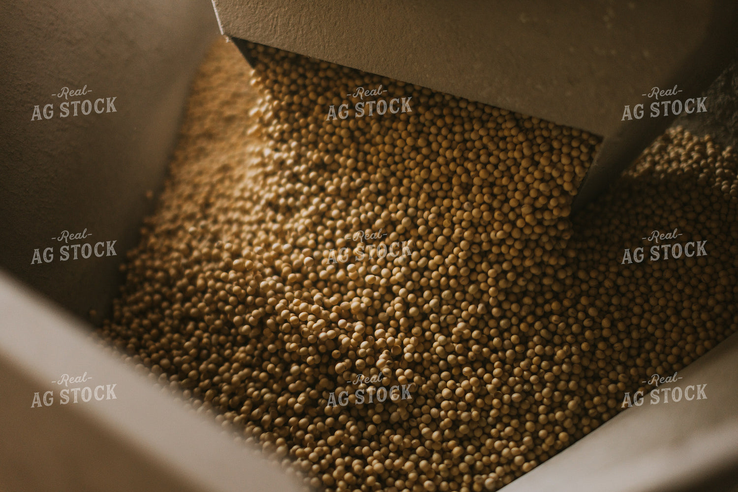 Soybean Seed Flows Through Treater 7579