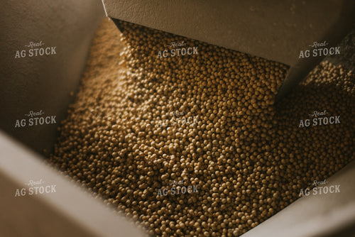 Soybean Seed Flows Through Treater 7579