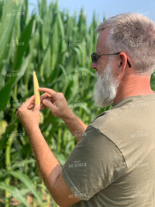 Farmer Counting Poor Filled Ear 84202