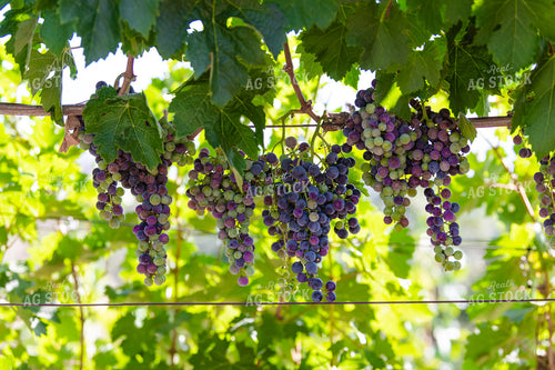Vineyard Grape Production 107074