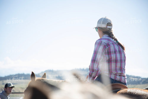 Working Cattle 117306