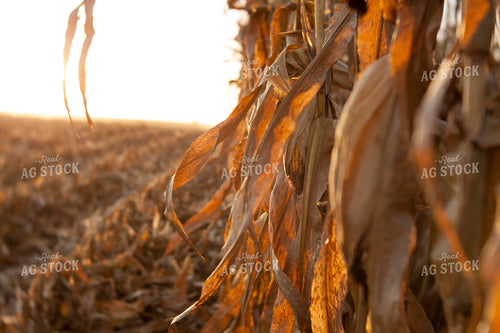 Corn - Dry 1343