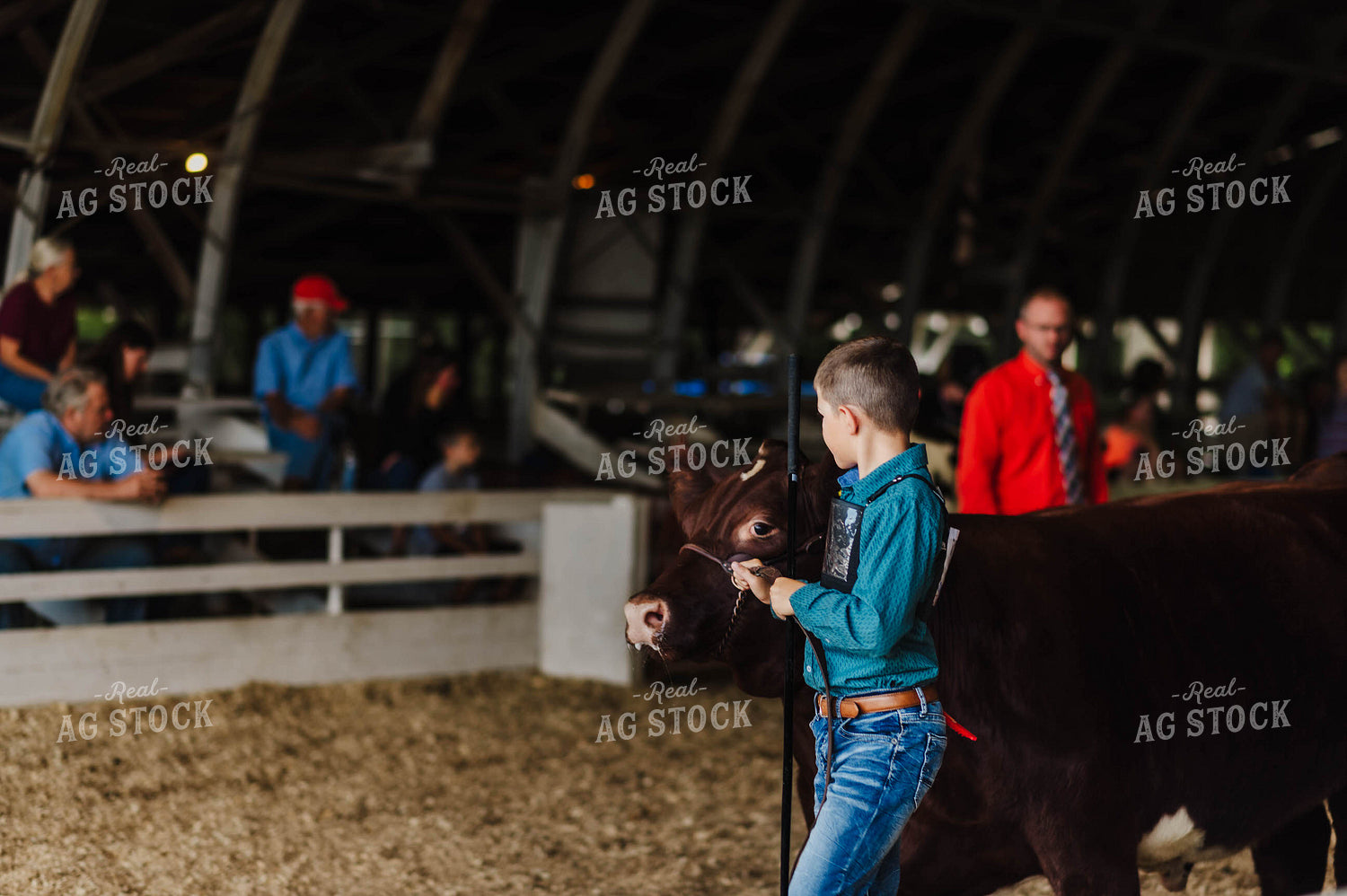 Showing Cattle 115079