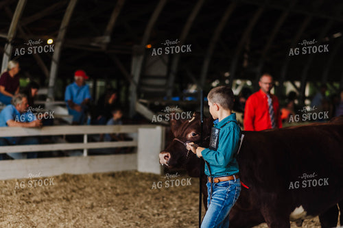 Showing Cattle 115079