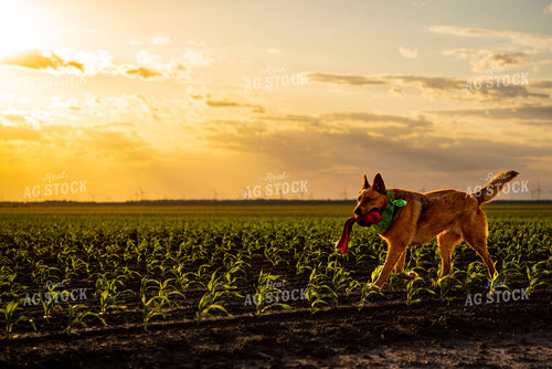 Farm Dog Plays in Early Stage Corn Field at Sunset 136046