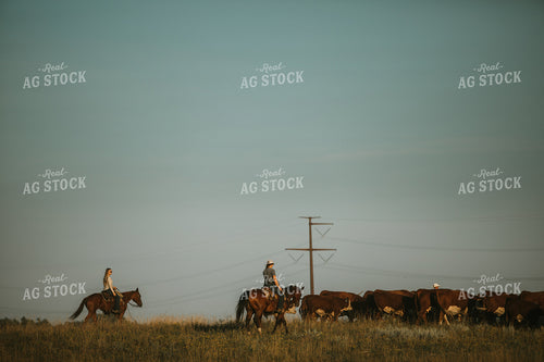 Ranchers and Cattle in Pasture 6407