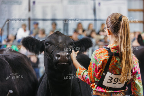 Showing Cattle 174025