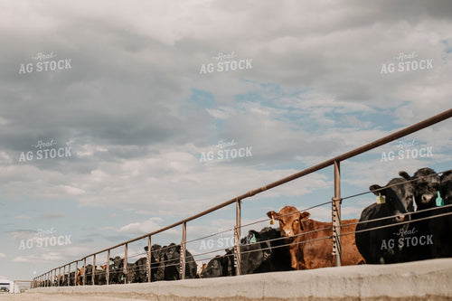 Feedyard 3016