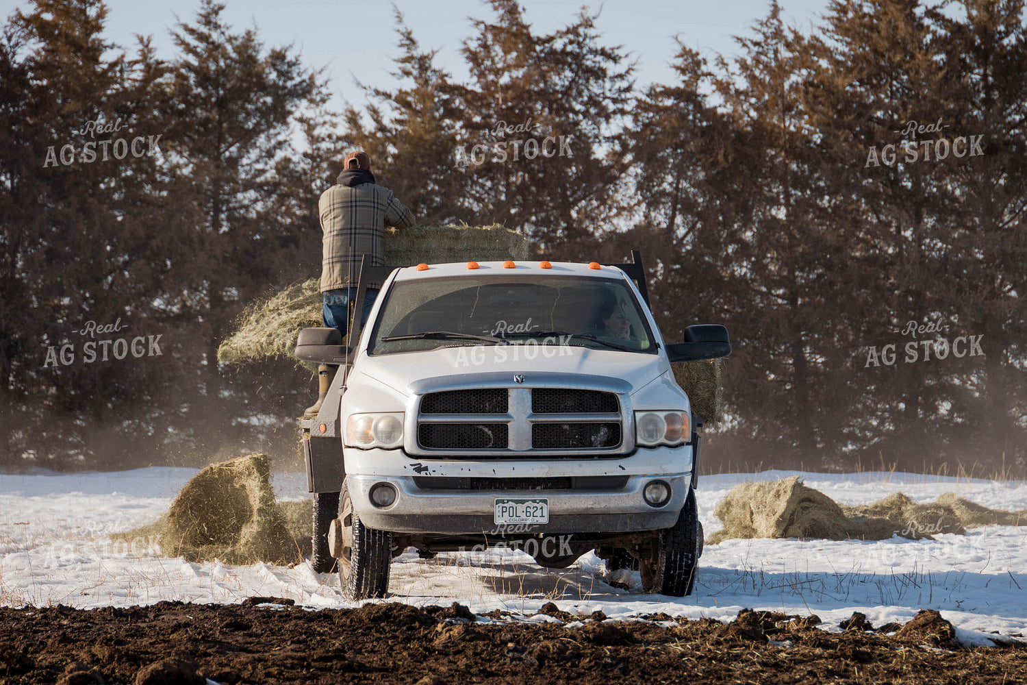 Rancher Putting Hay in Pasture 97121
