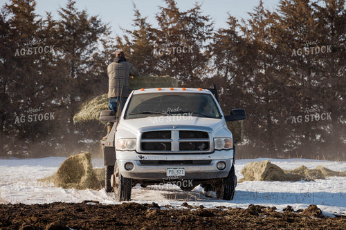 Rancher Putting Hay in Pasture 97121