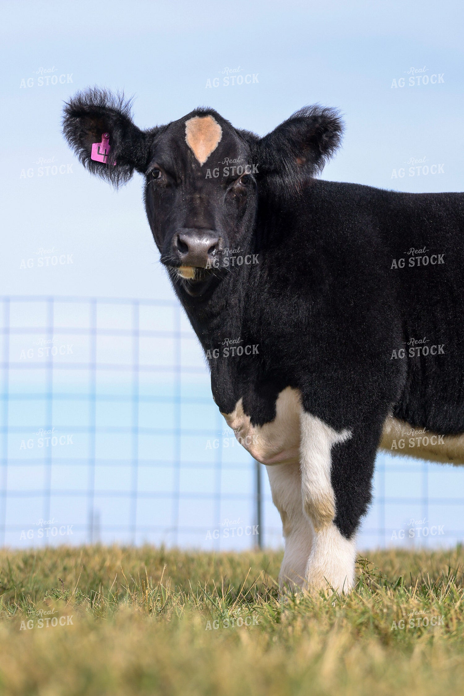 Show Cattle 160443