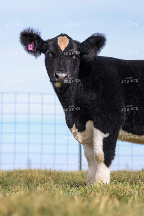 Show Cattle 160443