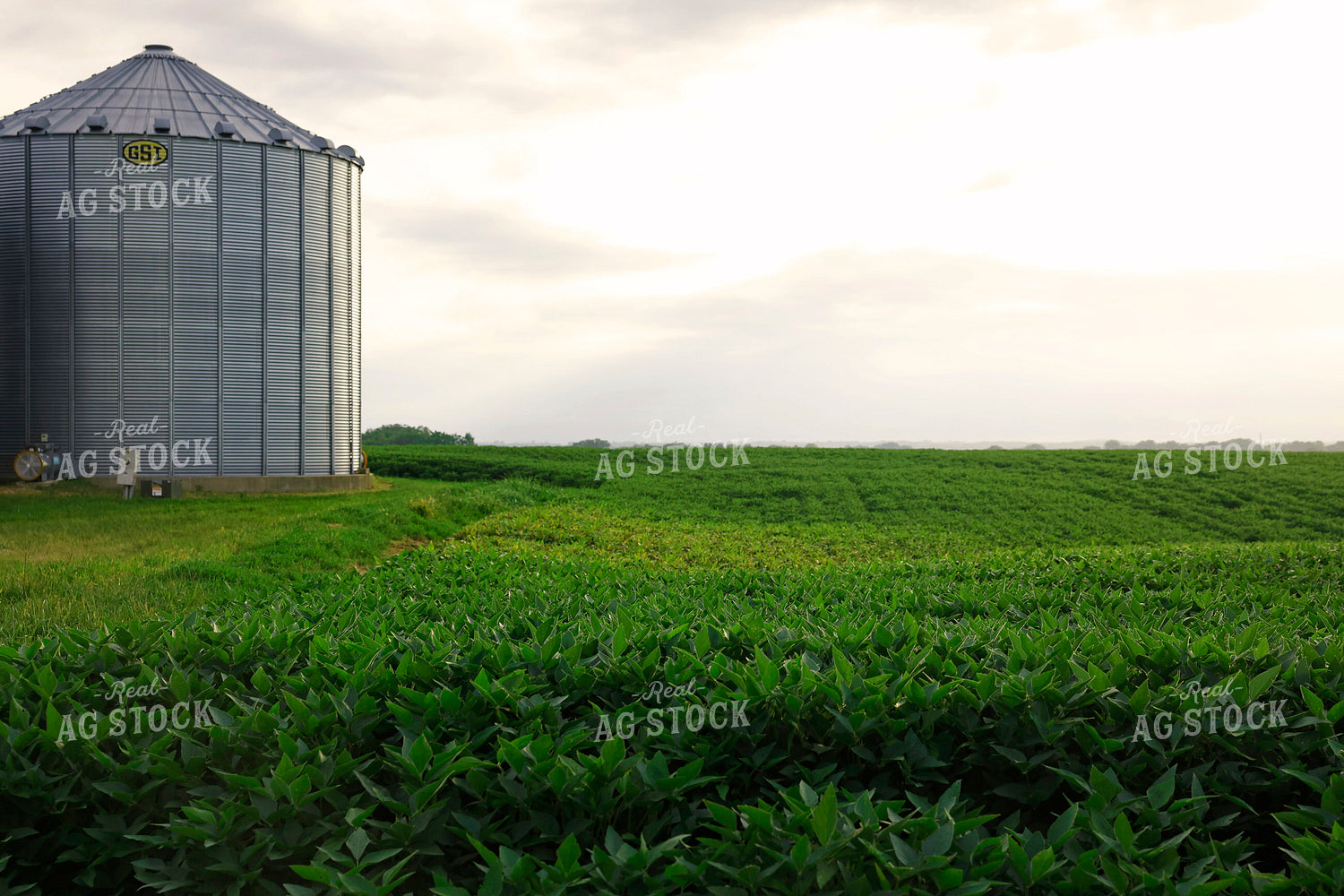 Soybean Field and Grain Bin 129167