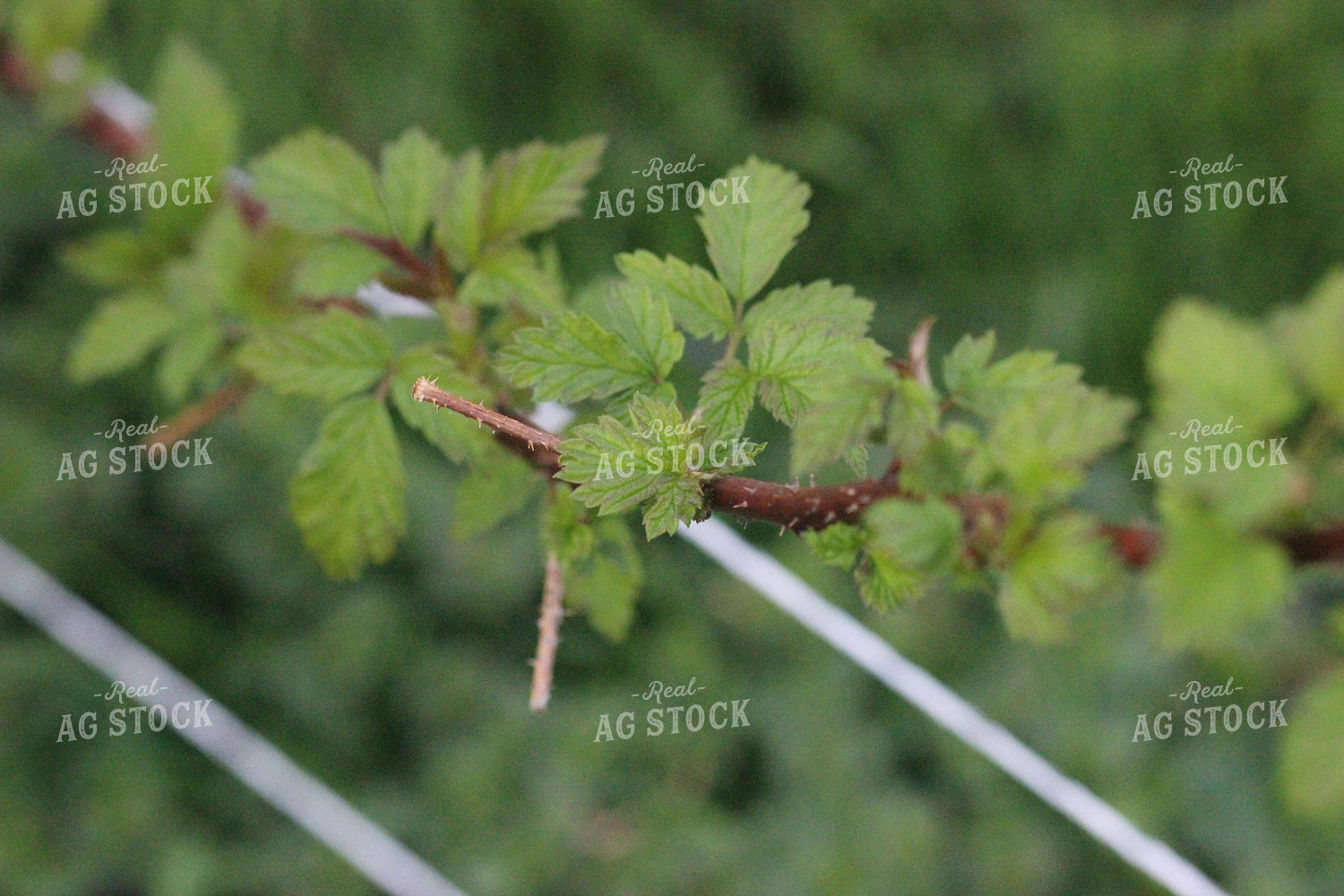 Up Close Raspberry Plant 73002