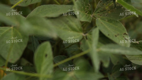 Soybean Video - Pan and Focus Pod 4923