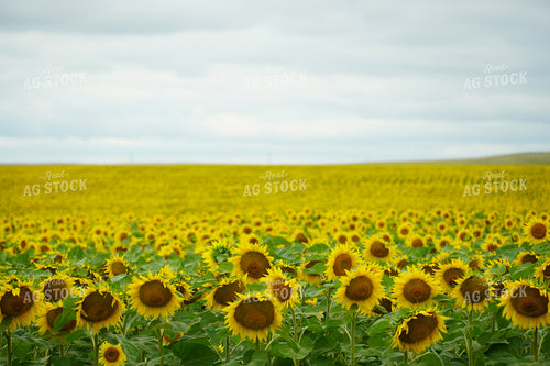 Sunflower Field 65006