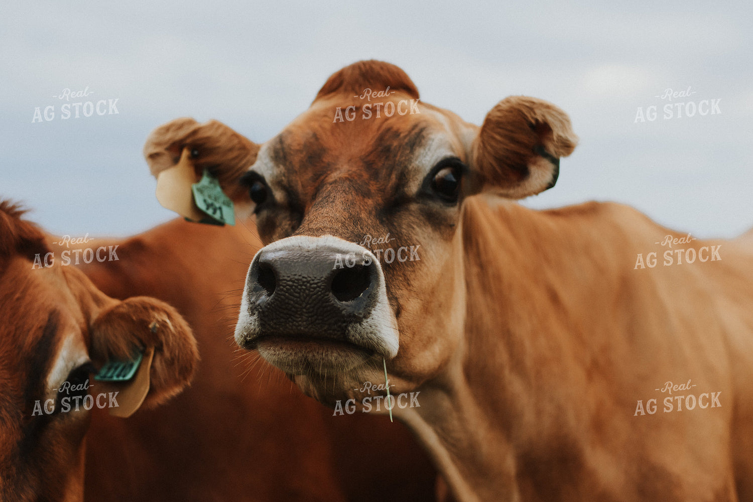 Jersey Cow Close Up 68109