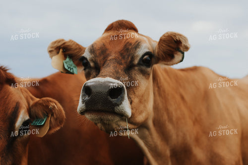 Jersey Cow Close Up 68109