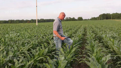 Farmer Checking Corn Field 9191