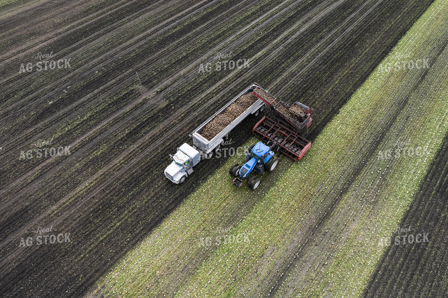 Sugar Beet Harvest 255042