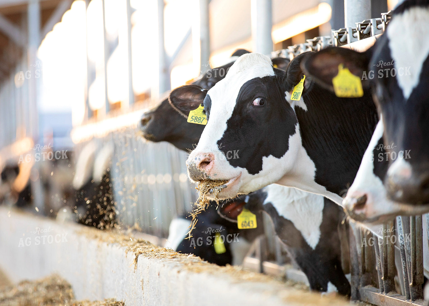 Dairy Cattle Eating in Barn 55047
