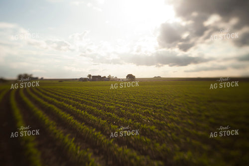 Corn - Mid-Season 1218