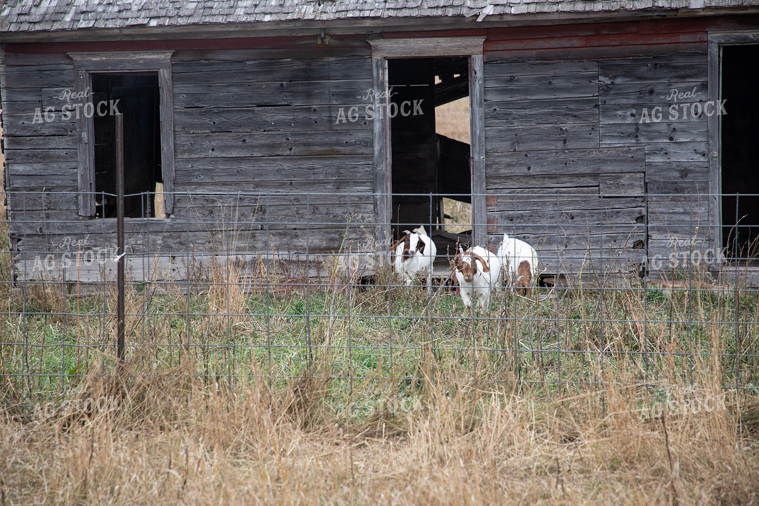 Goats 117124